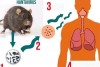 Virus Hanta lây từ loài gặm nhấm (Ảnh minh họa)