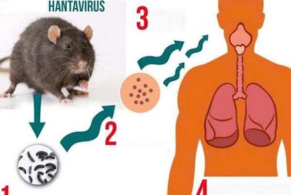 Virus Hanta lây từ loài gặm nhấm (Ảnh minh họa)